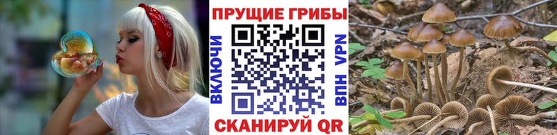 хочу наркоту Тверь Псилоцибиновые грибы Cubensis